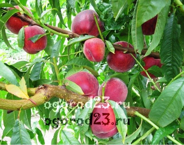 сорта персика для краснодарского края фото с названием и описанием 15