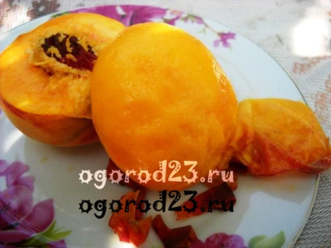 сорта персика для краснодарского края фото с названием и описаниеме 12