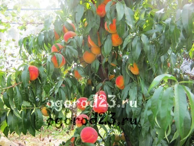 сорта персика для краснодарского края фото с названием и описанием 10