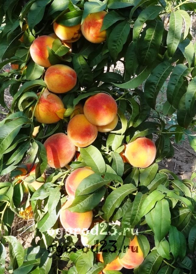 сорта персика для краснодарского края фото с названием и описаниеме 13