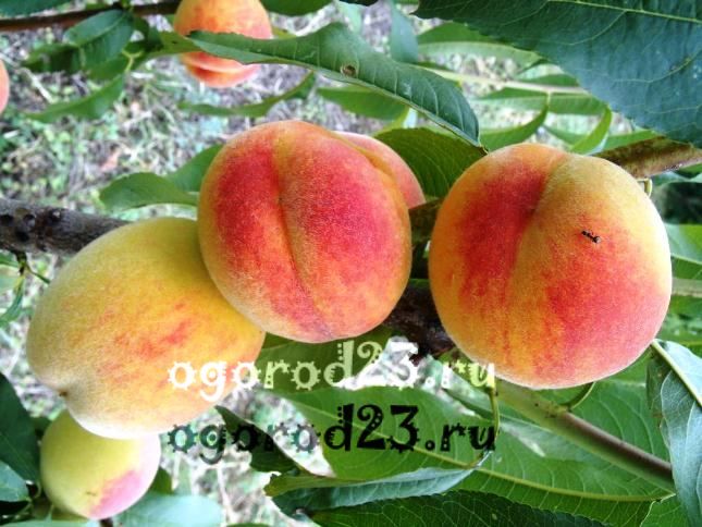 сорта персика для краснодарского края фото с названием и описанием 16