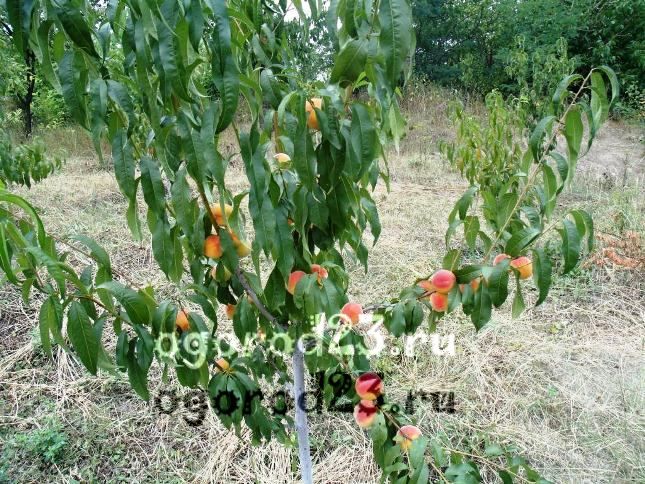 сорта персика в Краснодарском крае 18