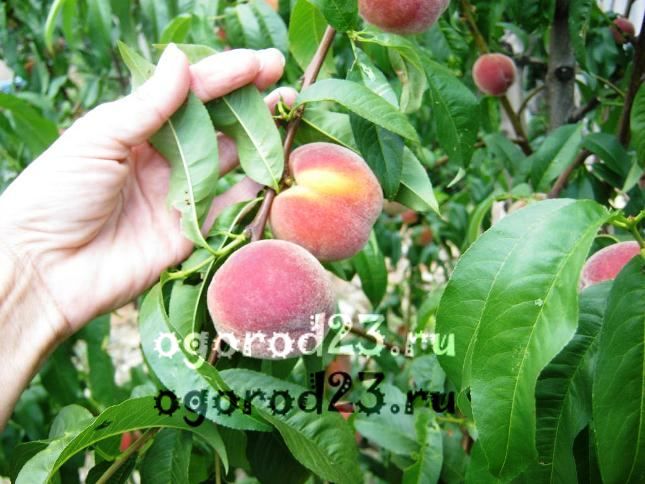 сорта персика для краснодарского края фото с названием и описанием 21