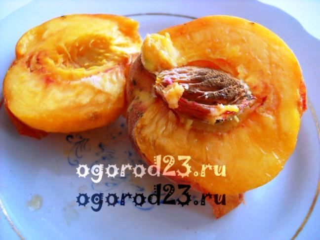 сорта персика для краснодарского края фото с названием и описанием 8