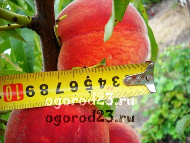 сорта персика для краснодарского края фото с названием и описанием 7
