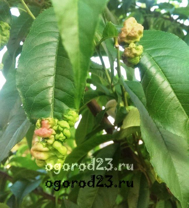 сорта персика для краснодарского края фото с названием и описанием 25
