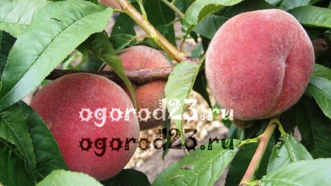 сорта персика для краснодарского края фото с названием и описанием 9