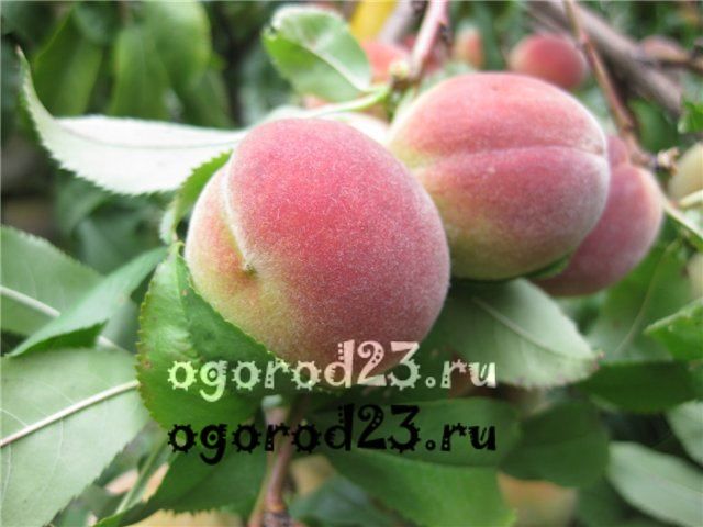 сорта персика для краснодарского края фото с названием и описанием 19