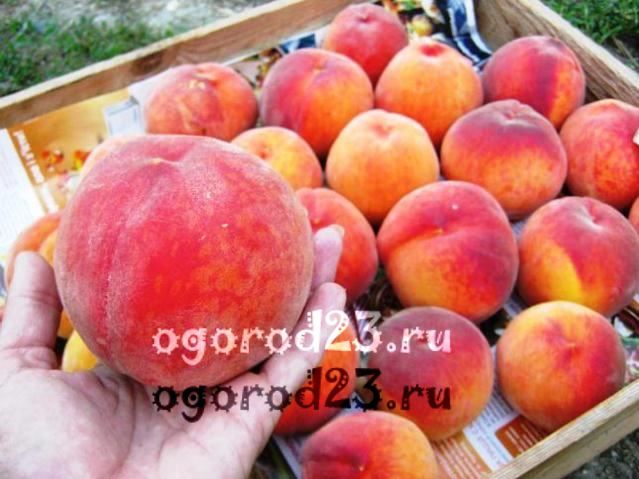 сорта персика для краснодарского края фото с названием и описанием 5