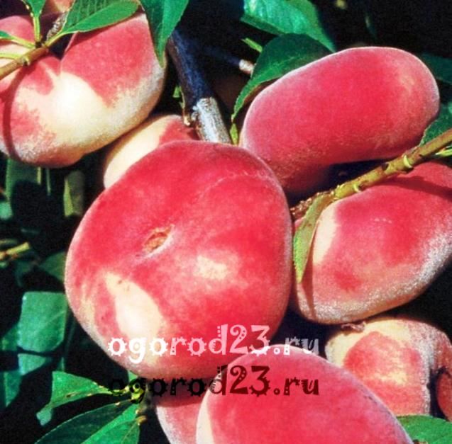 сорта персика для краснодарского края фото с названием и описанием 1