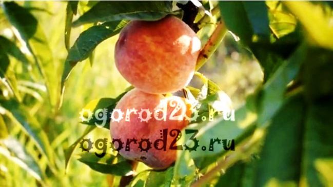 сорта персика для краснодарского края фото с названием и описанием 20