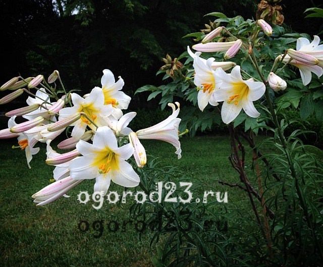 ароматные цветы для сада 26