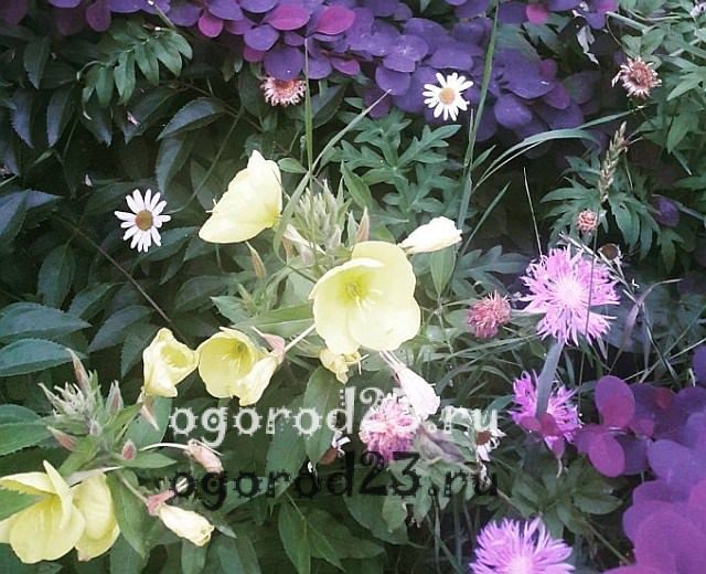ароматные цветы для сада 32