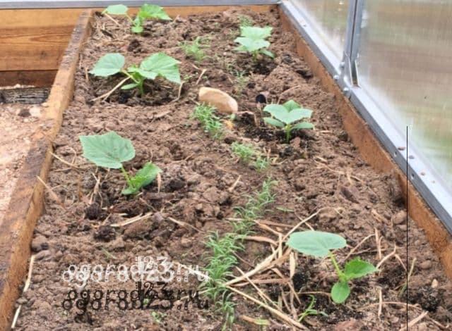 выращивание огурцов в теплице из поликарбоната 8