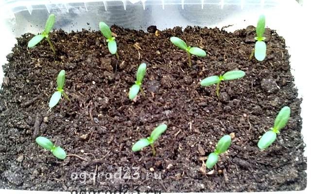 бархатцы выращивание из семян когда сажать 4