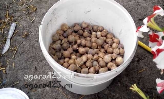 выращивание чеснока из бульбочек 4