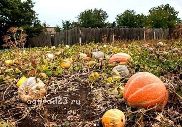 когда убирать тыкву с грядки на хранение 1