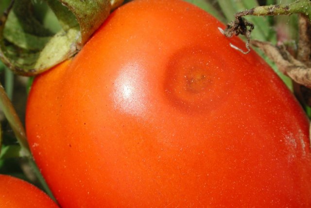 Почему помидоры гниют на кустах: все возможные причины и советы, что делать 