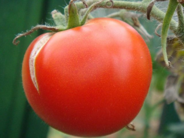 Почему помидоры гниют на кустах: все возможные причины и советы, что делать 