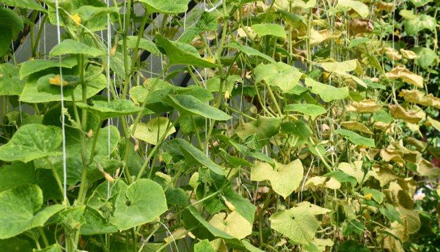 Пятна на листьях огурцов – из-за чего появляются, что делать и чем лечить 