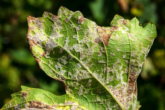 Пятна на листьях огурцов – из-за чего появляются, что делать и чем лечить 