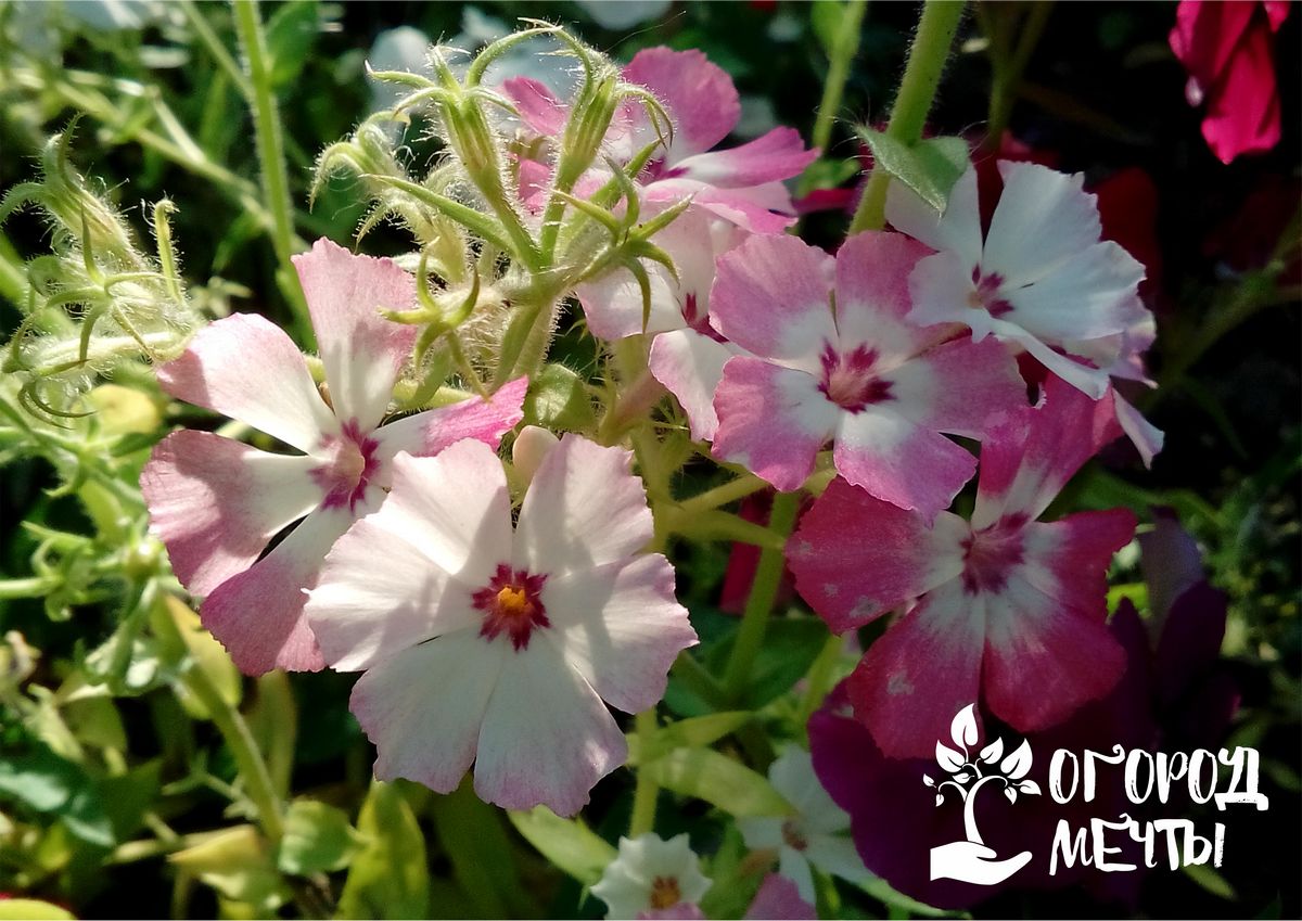 Посадка флоксов семенами. Посадка Phlox drummondii Promise Peach. Залузянская ночной Флокс выращивание.