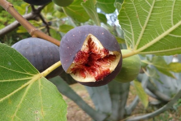 Плод дерева инжир