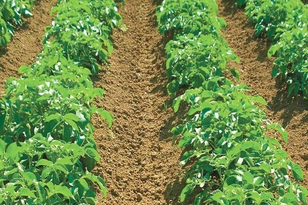 Какие требования к почве имеет сорт картофеля Гранада