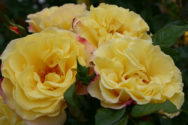 жёлтые розы