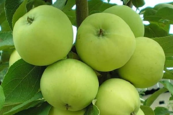 хит-парад сортов яблонь