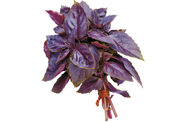 Сорта и свойства базилика фиолетового