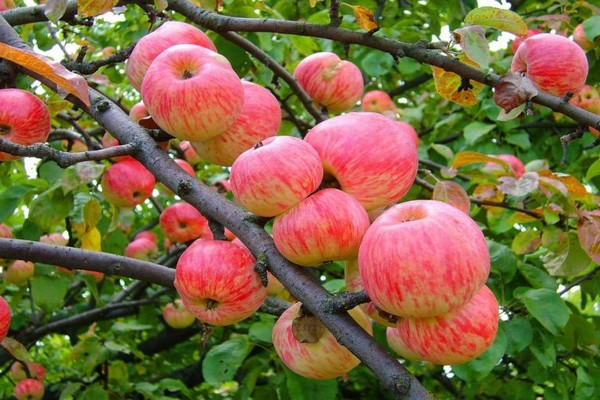 новые сорта яблонь