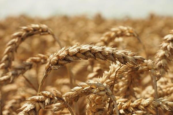 сидерат пшеница достоинства и недостатки