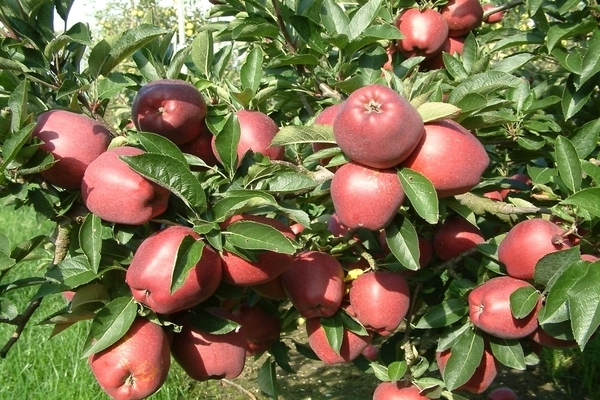 декоративные яблони сорта