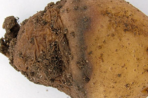 в земле гниет картофель