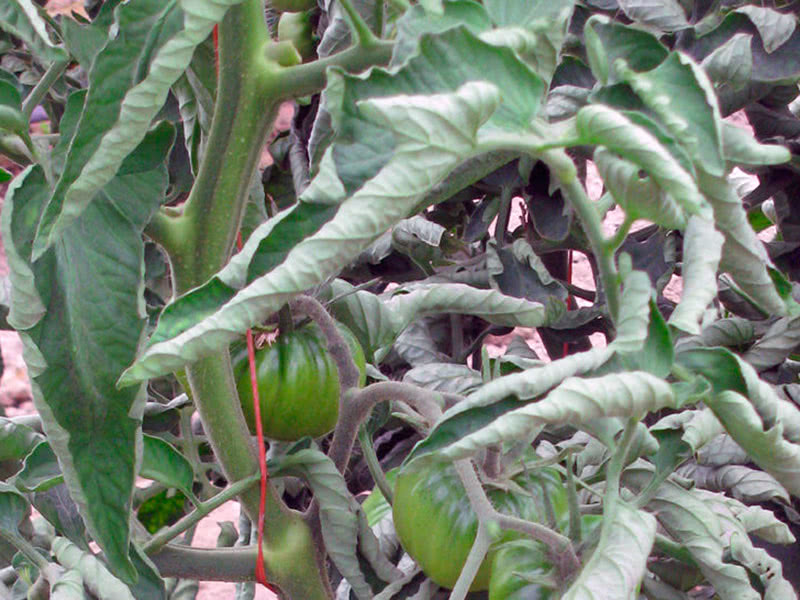 Причины скручивания листьев на томатных кустах