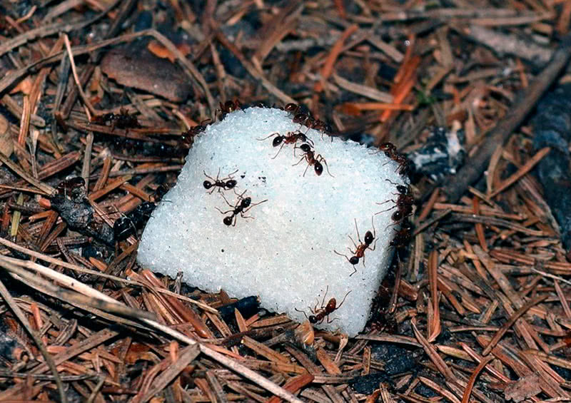 Приманиваем муравьев сахаром