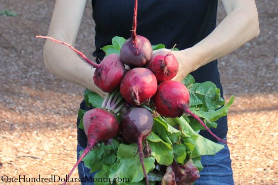 heirloom beets