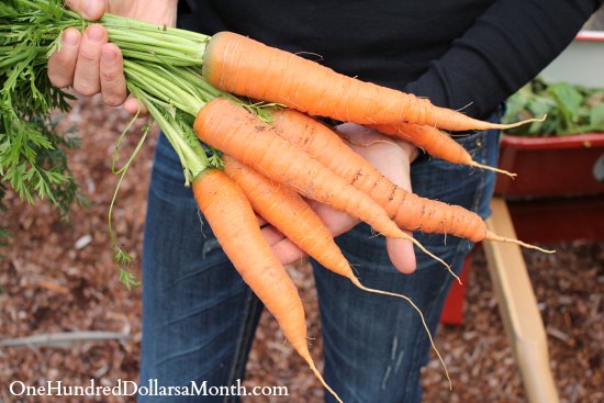 heirloom carrots