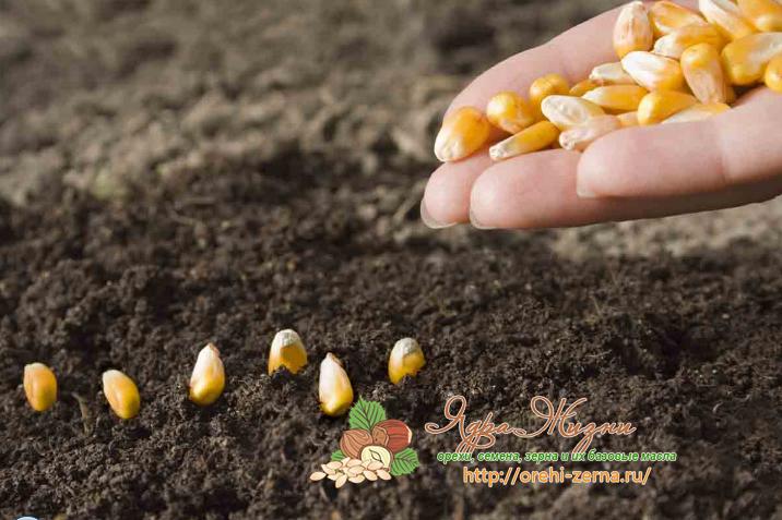 Фото: Пасадка кукурузы семенами в открытый грунт