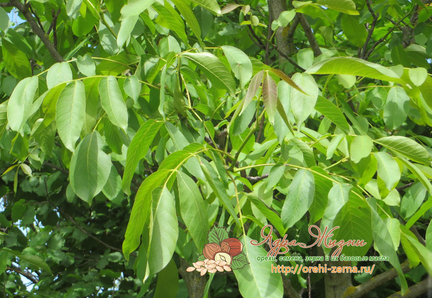Листья дерева грецкого ореха