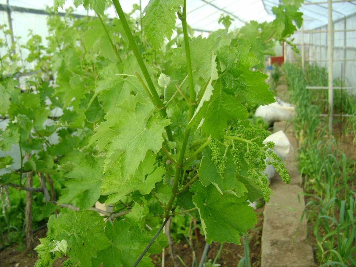 Если вы решили выращивать в теплице виноград, то следует проконсультироваться с экспертами по поводу выбора сорта 