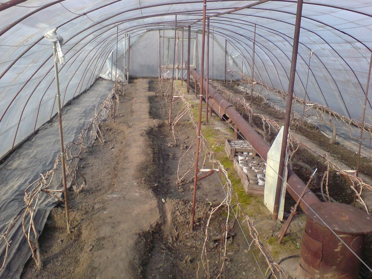 Если вы желаете выращивать виноград в теплице в холодное время года, то ее стоит оснастить отопительным оборудованием 