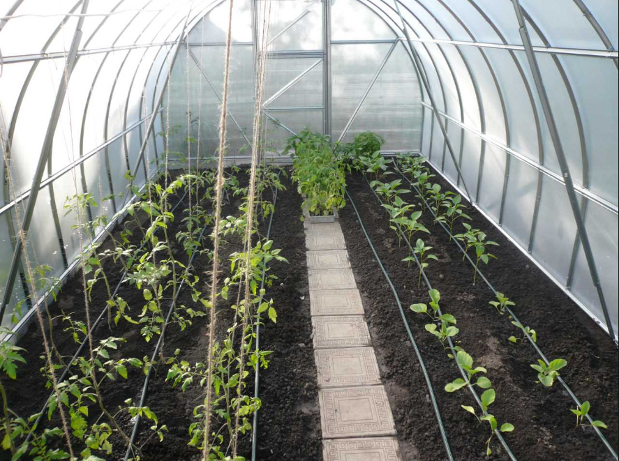 Чтобы улучшить качество урожая в теплице осенью, следует использовать качественную почву, купить систему автоматического полива и подвязывать растения 