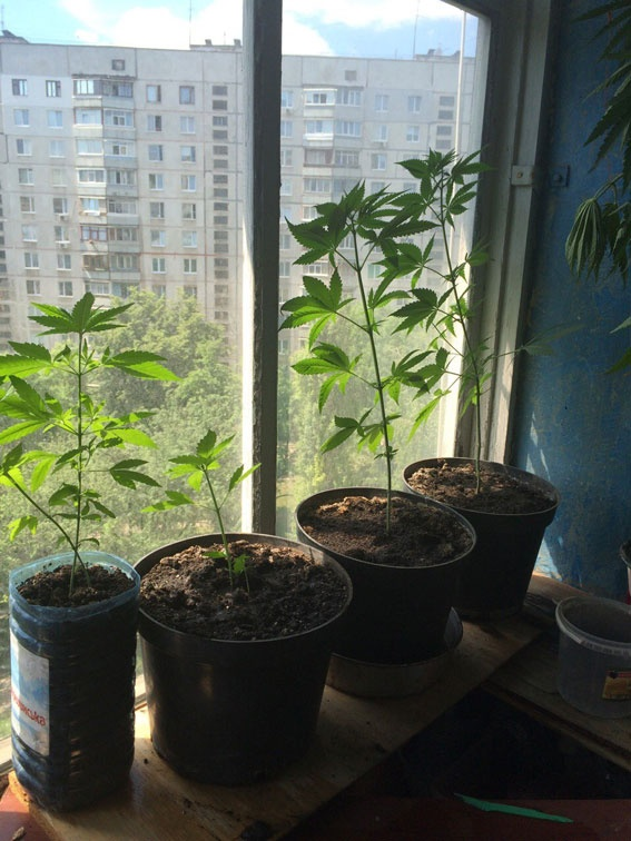Как вырастить марихуану дома в горшке видео выращивал марихуану