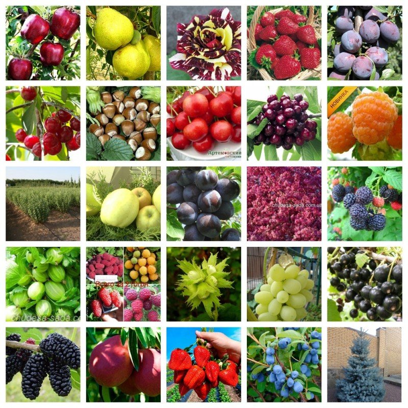 Ягоды семена овощей. Плодовые растения. Плодово-ягодные культуры. Саженцы плодово ягодных культур. Плодово ягодные деревья.
