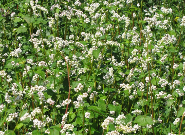 Лат. Fagópyrum esculéntum