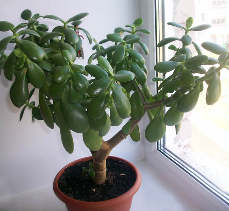 Лат. Crassula