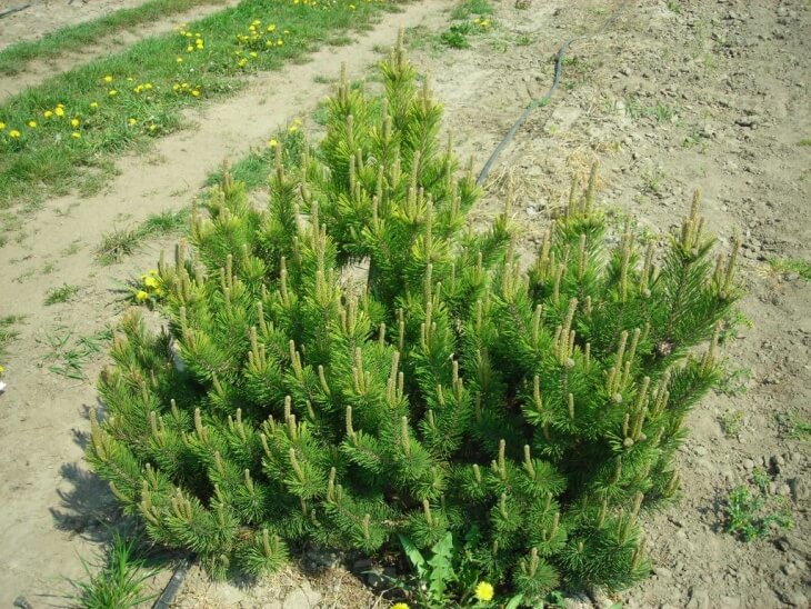 Лат. Pinus mugo