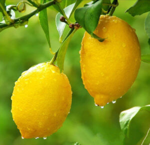 Поспевание лимонов на веточке